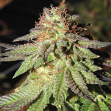 Rainbow Valley Regular Cannabis Seeds by True Canna Genetics