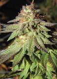 Rainbow Valley Regular Cannabis Seeds by True Canna Genetics