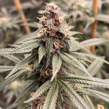 Red Kachina Female Cannabis Seeds by Conscious Genetics