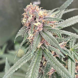 Red Kachina Female Cannabis Seeds by Conscious Genetics