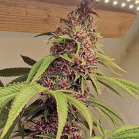 Red Kachina Female Cannabis Seeds by Conscious Genetics