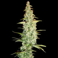 Cole Train Female Cannabis Seeds by Reserva Privada