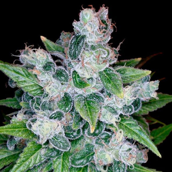 Kandy Kush Female Cannabis Seeds by Reserva Privada