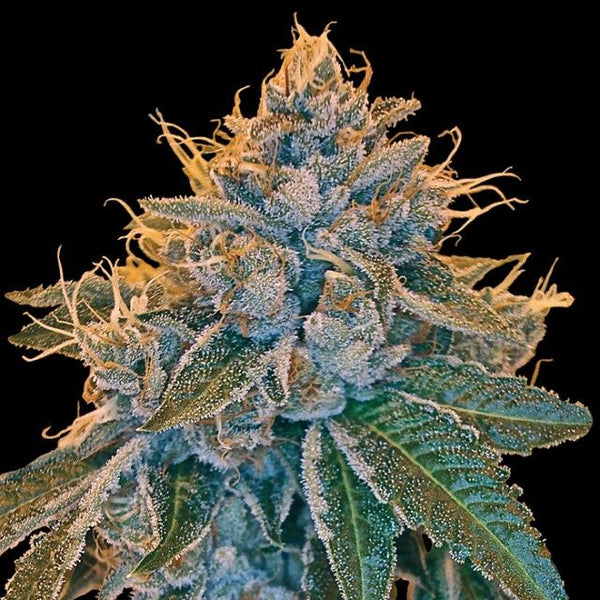 Kosher Kush Female Cannabis Seeds by DNA Genetics