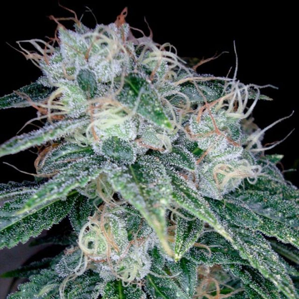 Sour Diesel Female Cannabis Seeds by Reserva Privada