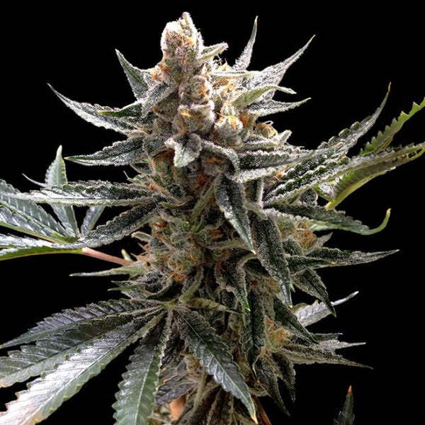 Tangie Female Cannabis Seeds by Reserva Privada