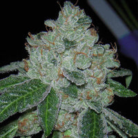 Rocket Fuel Regular Cannabis Seeds by Archive Seedbank