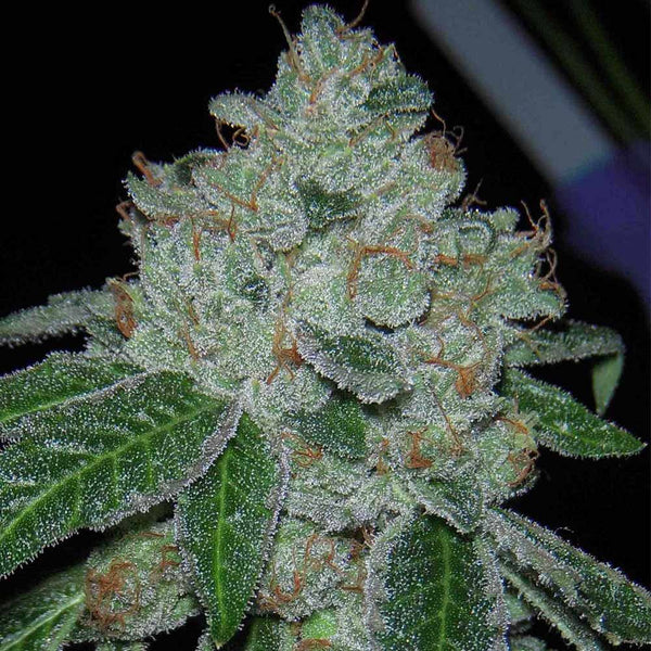 Rocket Fuel Regular Cannabis Seeds by Archive Seedbank