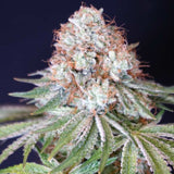 Rocky Melon Female Weed Seeds by Karma Genetics