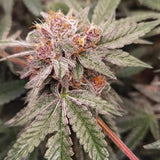 Orange Runtz Cake Female Cannabis Seeds by Conscious Genetics