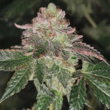 Runtzosa Female Cannabis Seeds By Pheno Finders Seeds