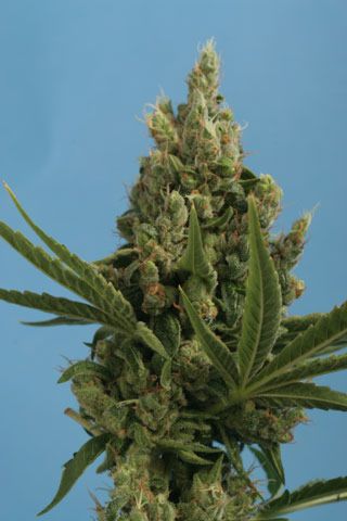 Kushage Female Cannabis Seeds by T.H.Seeds