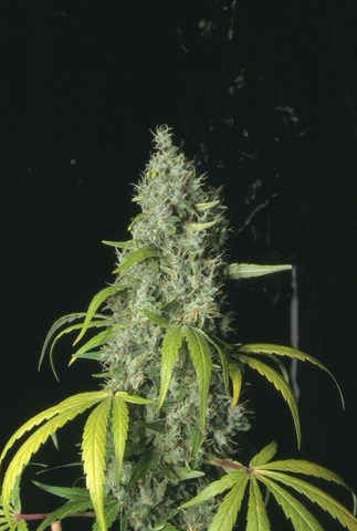 S.A.G.E Female Cannabis Seeds by T.H.Seeds