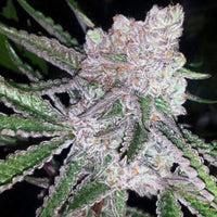 Sasha Female Cannabis Seeds by Cannarado Genetics