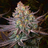 Seriotica Cannabis Seeds by Serious Seeds