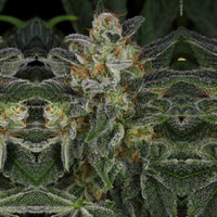 Serious Kush Female Cannabis Seeds by Serious Seeds