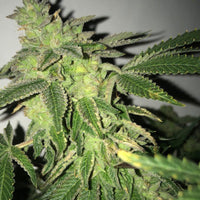 Shiloh Z Female Cannabis Seeds by Massive Creations x T.H.Seeds