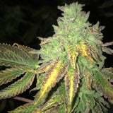 Shiloh Z Female Cannabis Seeds by Massive Creations x T.H.Seeds