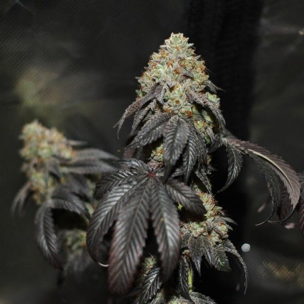 Skullcap Regular Cannabis Seeds by Karma Genetics