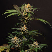 Solero Regular Cannabis Seeds by Original Dampkring Genetics