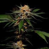 Solero Regular Cannabis Seeds by Original Dampkring Genetics