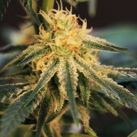 Solero Regular Cannabis Seeds by Original Dampkring Genetics