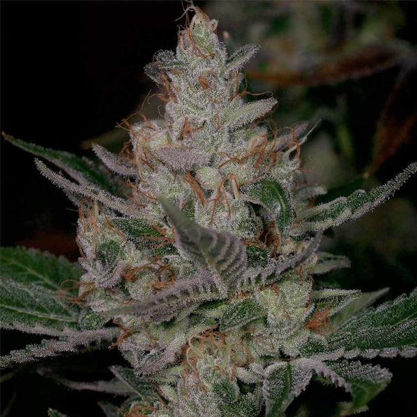 Sour Face Regular Cannabis Seeds by Archive Seedbank