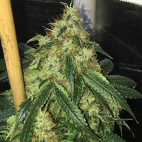 Sour Marmalade Regular Cannabis Seeds by Lady Sativa Genetics