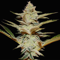 Stracciatella Female Cannabis Seeds by T.H.Seeds - a.k.a Do-Si-Dos x SBC