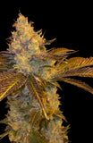 Stracciatella Female Cannabis Seeds by T.H.Seeds - a.k.a Do-Si-Dos x SBC