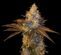 Stracciatella Female Cannabis Seeds by T.H.Seeds - a.k.a Do-Si-Dos x SBC