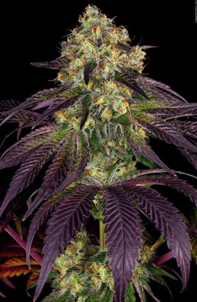 Stracciatella Female Cannabis Seeds by T.H.Seeds - a.k.a Do-Si-Dos x SBC