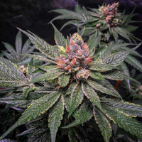 Strawberry Glue Female Cannabis Seeds by T.H.Seeds