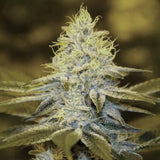 Strawberry Glue Female Cannabis Seeds by T.H.Seeds