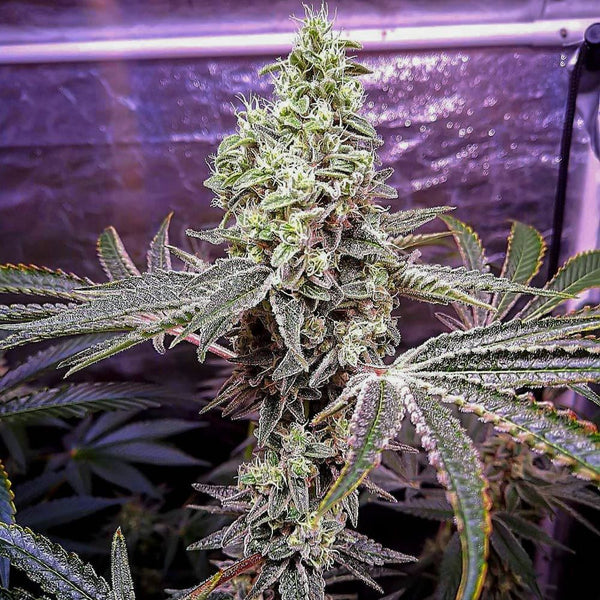 Strawberry Sunset Female Cannabis Seeds by Holy Smoke Seeds