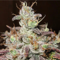 Cookie Balboa Regular Cannabis Seeds by Ultra Genetics