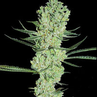 Amnesia Female Cannabis Seeds by Super Strains