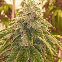 Sweets Regular Cannabis Seeds by Karma Genetics