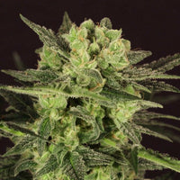 MK-Ultra Kush Auto Feminized Cannabis Seeds by T.H.Seeds