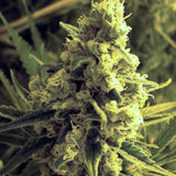 Critical Hog Feminized Cannabis Seeds by T.H.Seeds