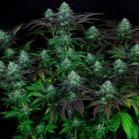 DarkStar® Kush Regular Cannabis Seeds by T.H.Seeds