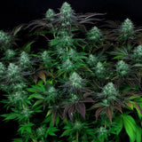 DarkStar® Kush Regular Cannabis Seeds by T.H.Seeds