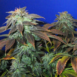 Heavy Duty Fruity Regular Cannabis Seeds by T.H.Seeds