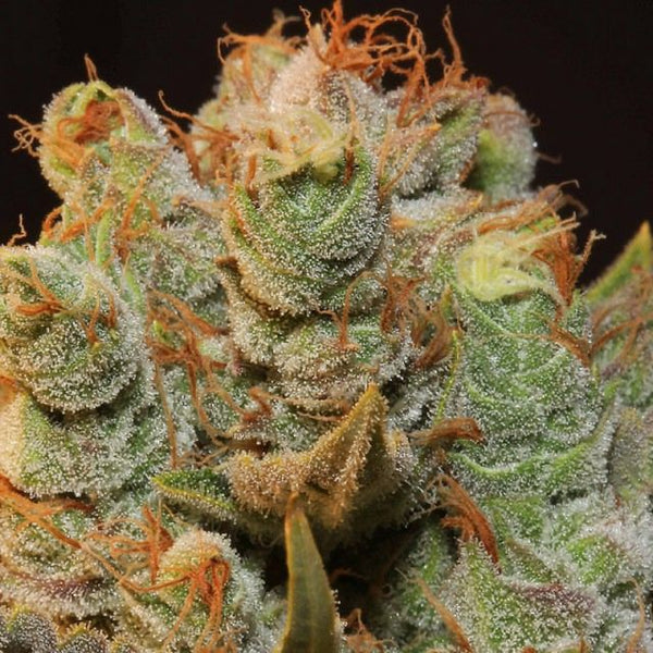 MK-Ultra Kush x BubbleGum Feminized Cannabis Seeds by T.H.Seeds