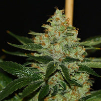 Underdawg Kush Female Cannabis Seeds by T.H.Seeds