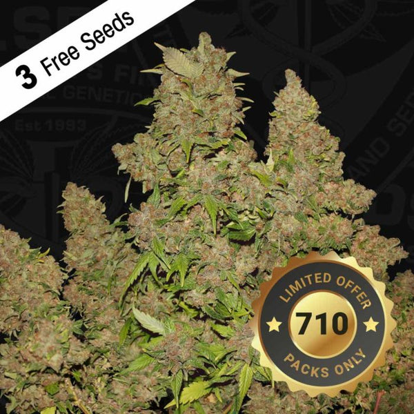 M.O.B Female Cannabis Seeds by T.H.Seeds