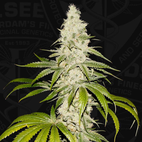 Mont Blanc Female Cannabis Seed by T.H.Seeds