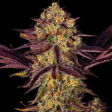 Tangerine Sorbet Feminized Weed Seeds by Paradise Seeds