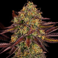 Tangerine Sorbet Feminized Weed Seeds by Paradise Seeds