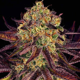 Tangerine Sorbet Feminized Weed Seeds by Paradise Seeds